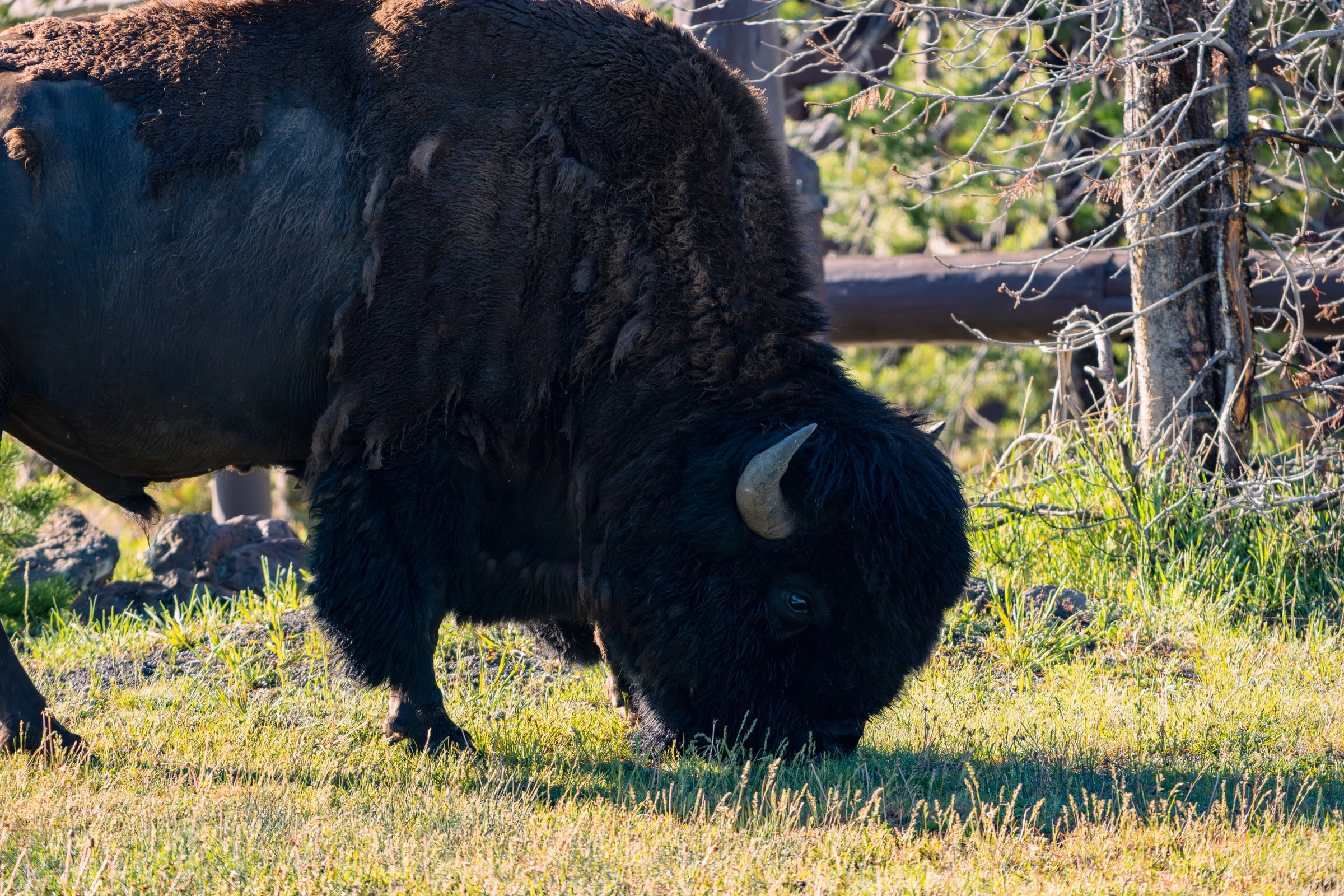American Bison