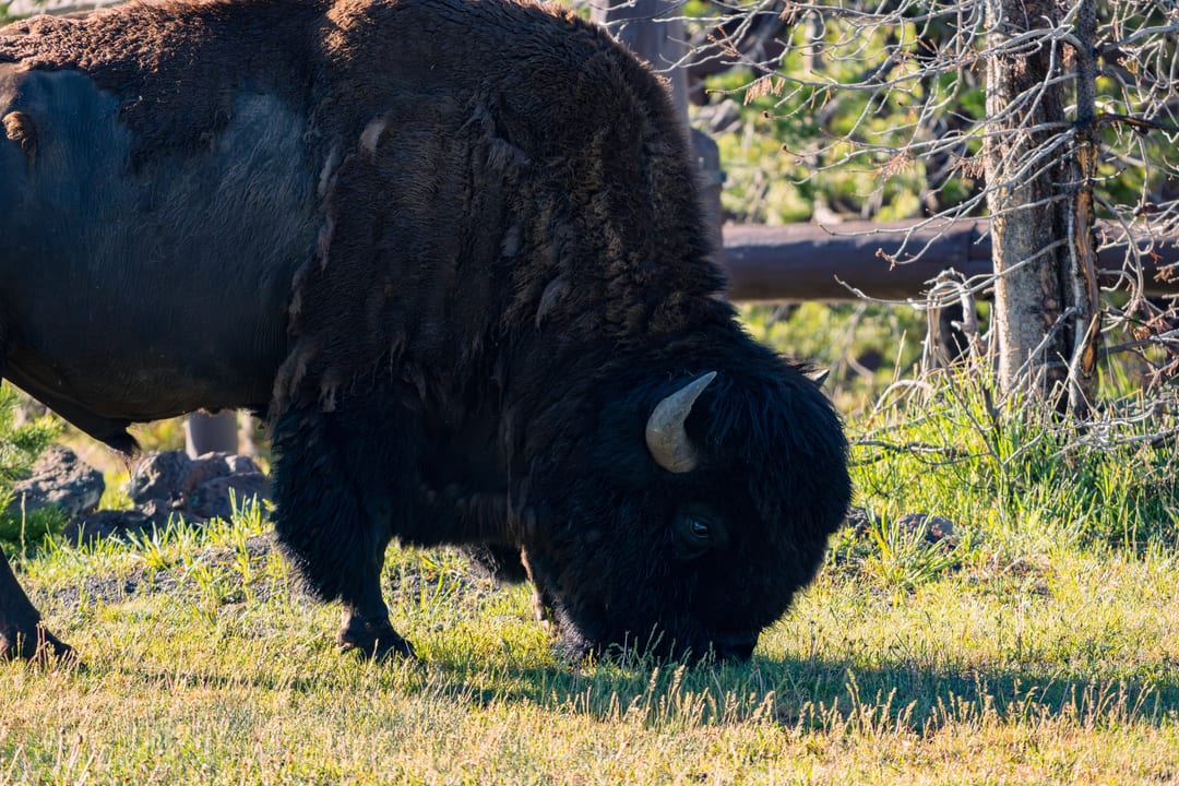 American Bison