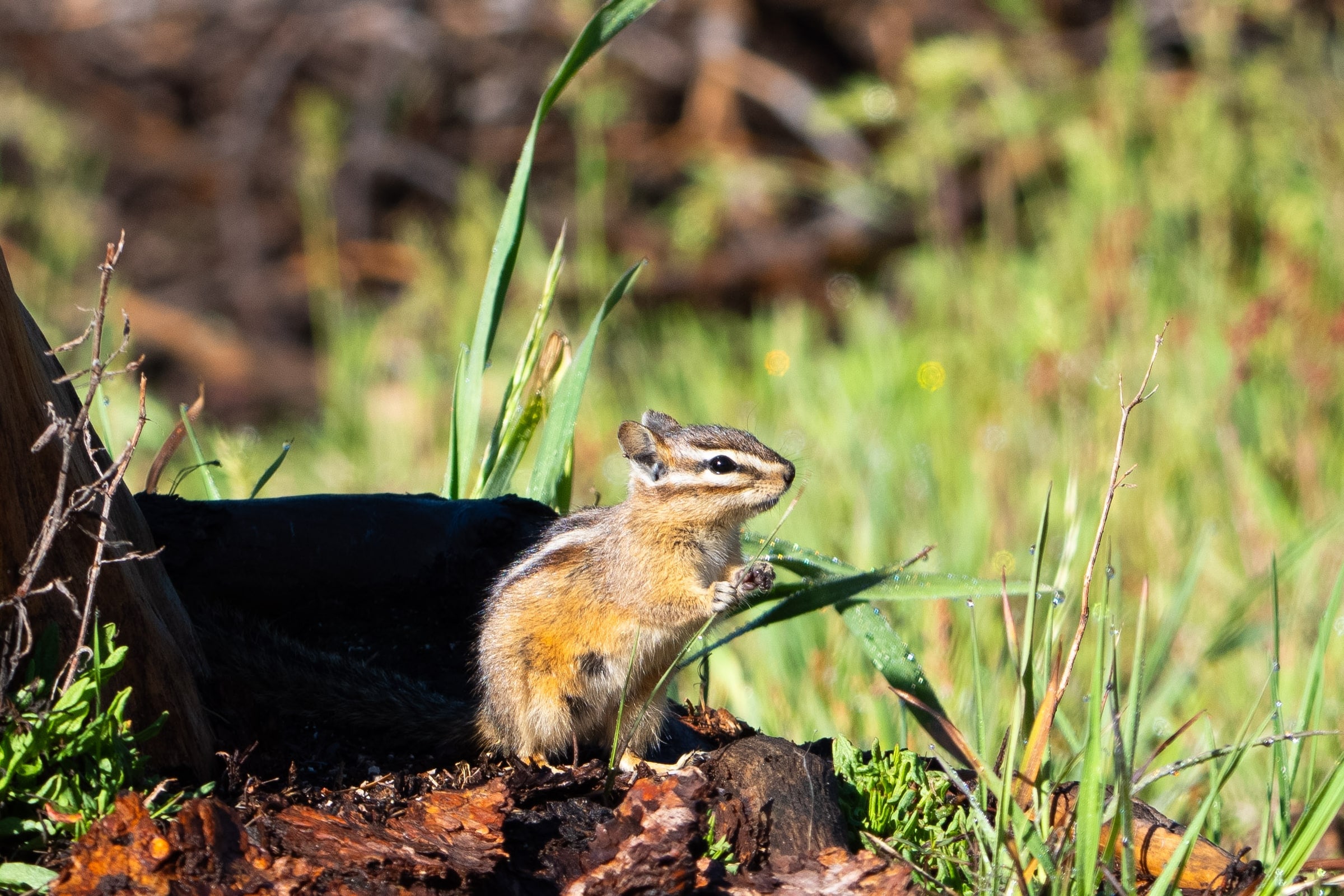 Eastern Chipmunk