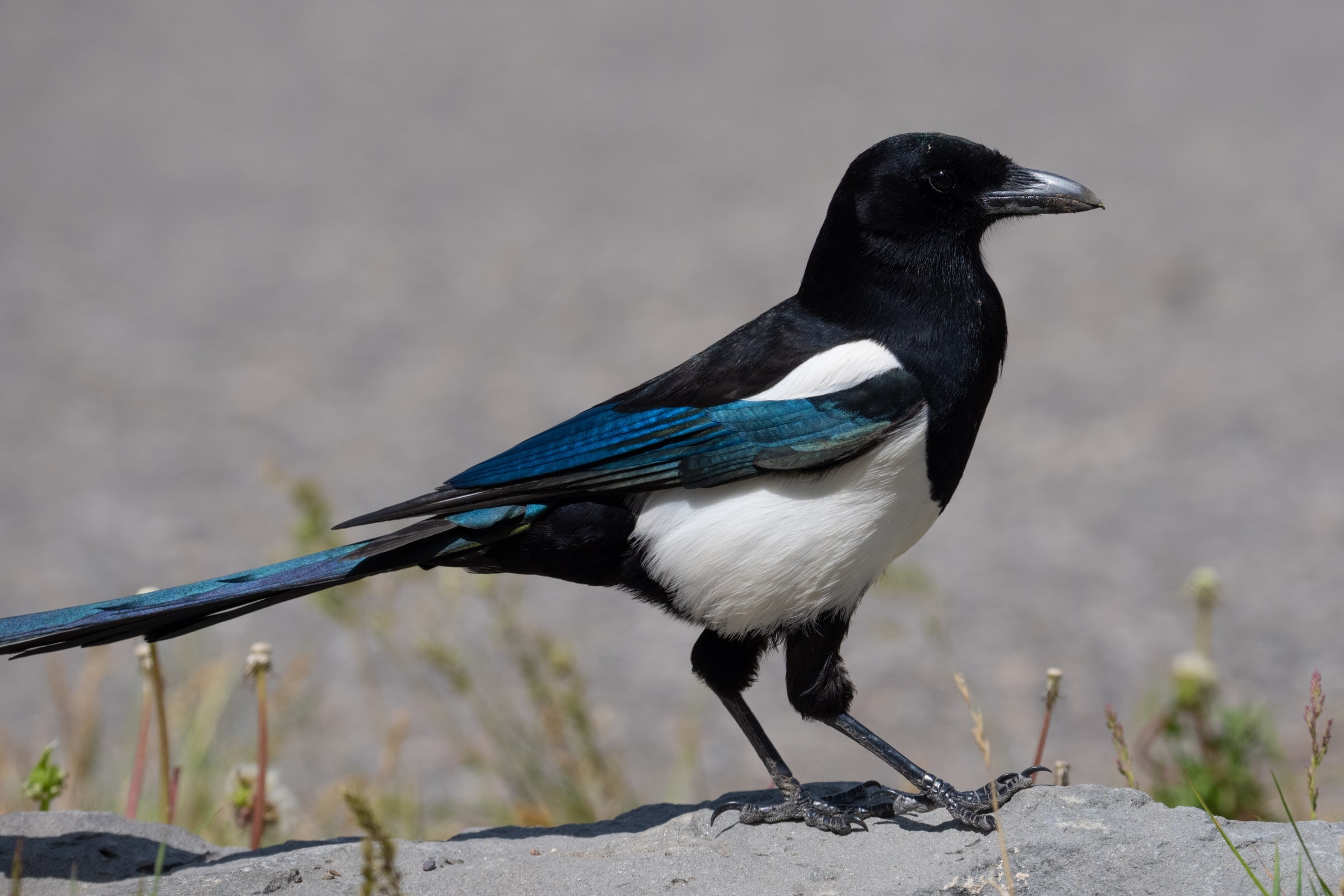 Black-billed Magpie
