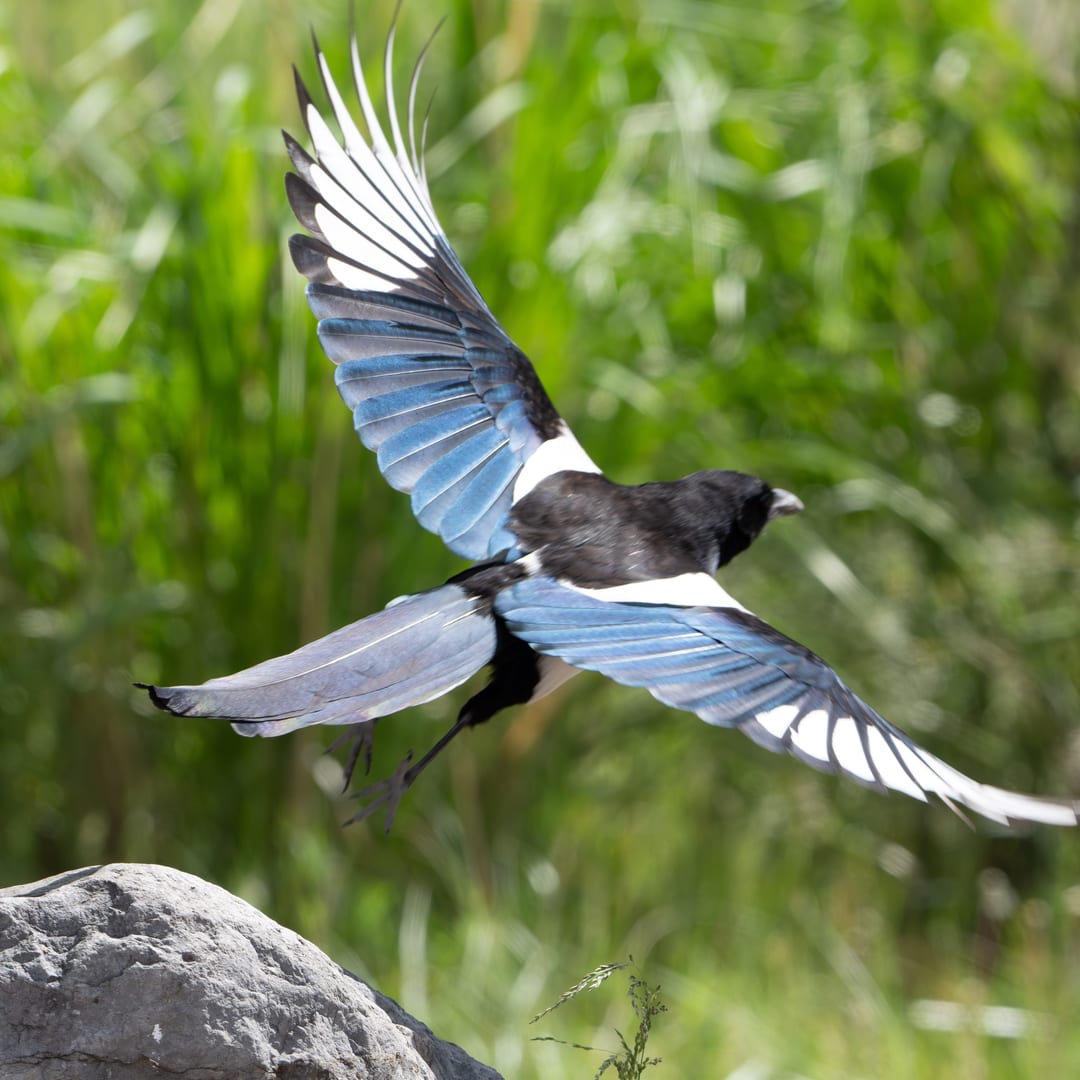 Black-billed Magpie