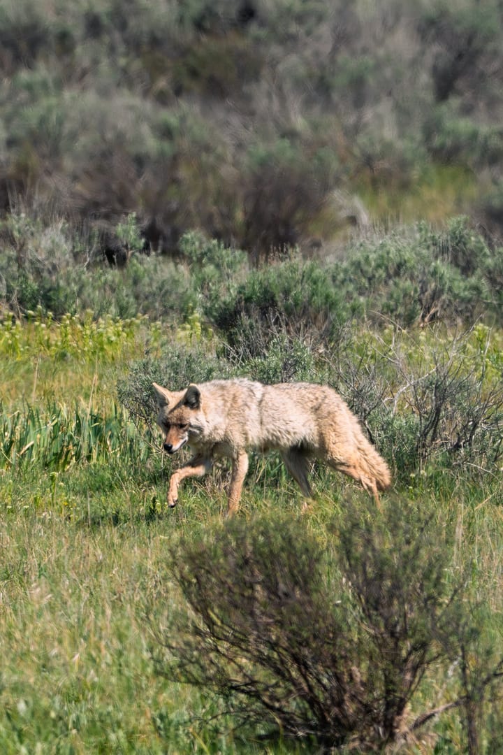 Coyote