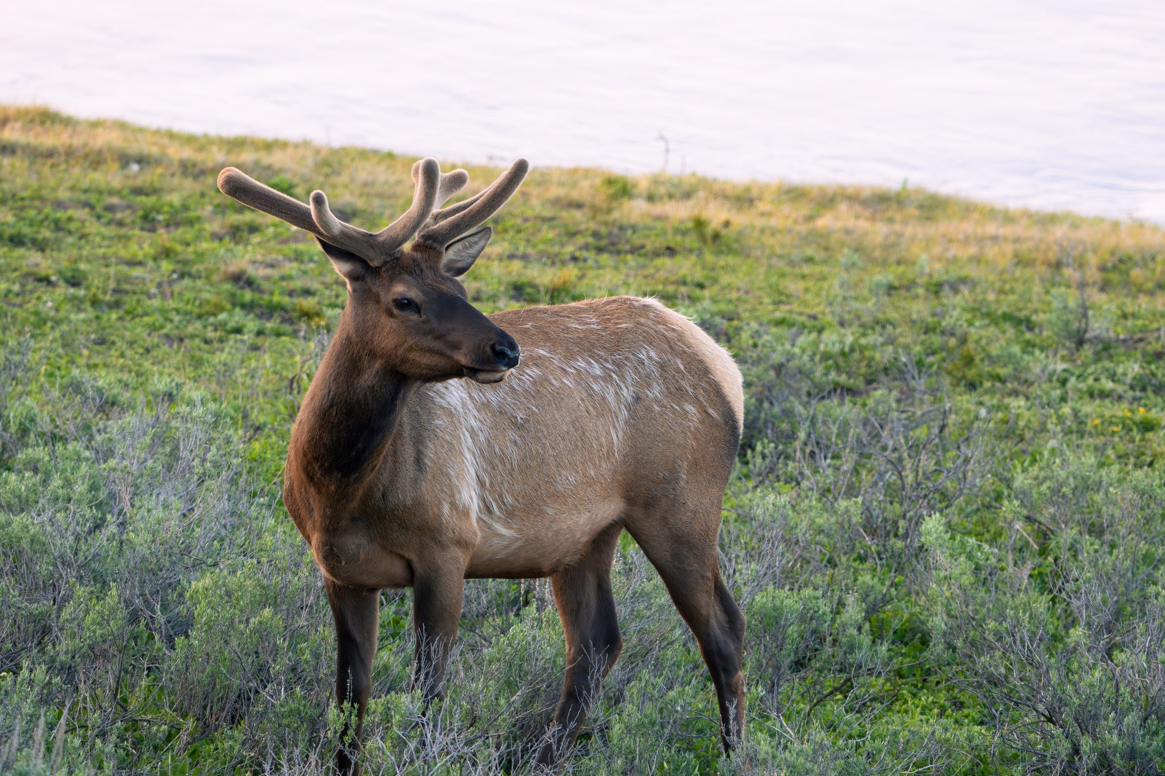 Elk