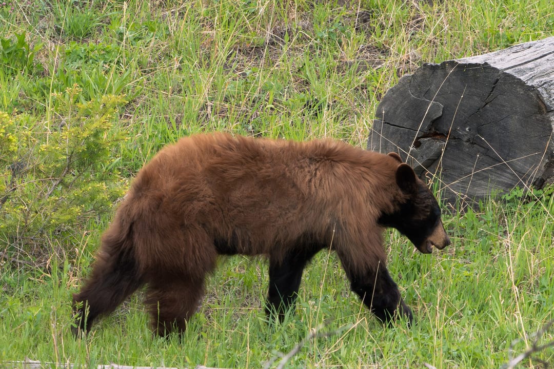 American Black Bear