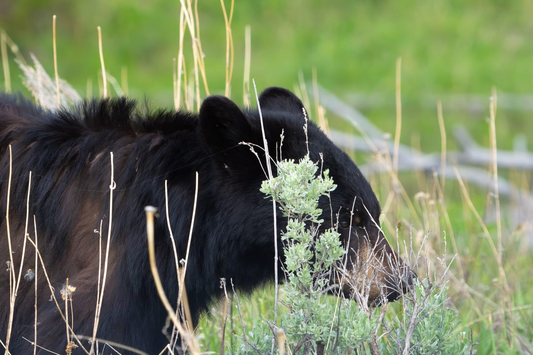 Black Bear