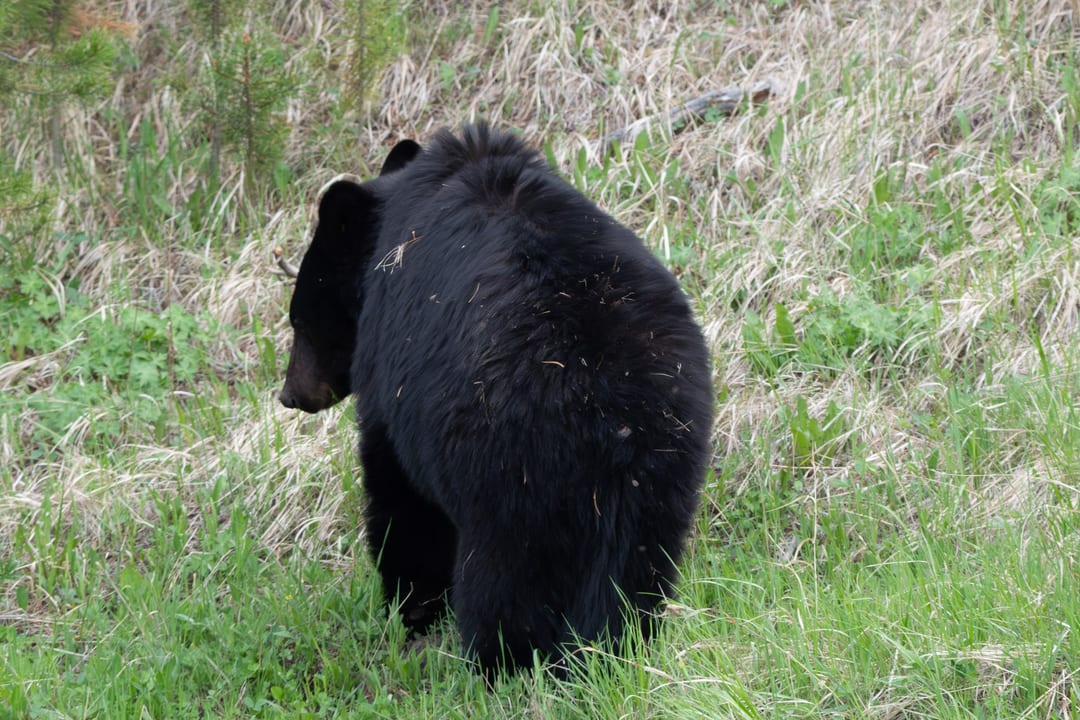 American Black Bear