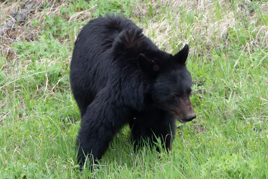 Black Bear