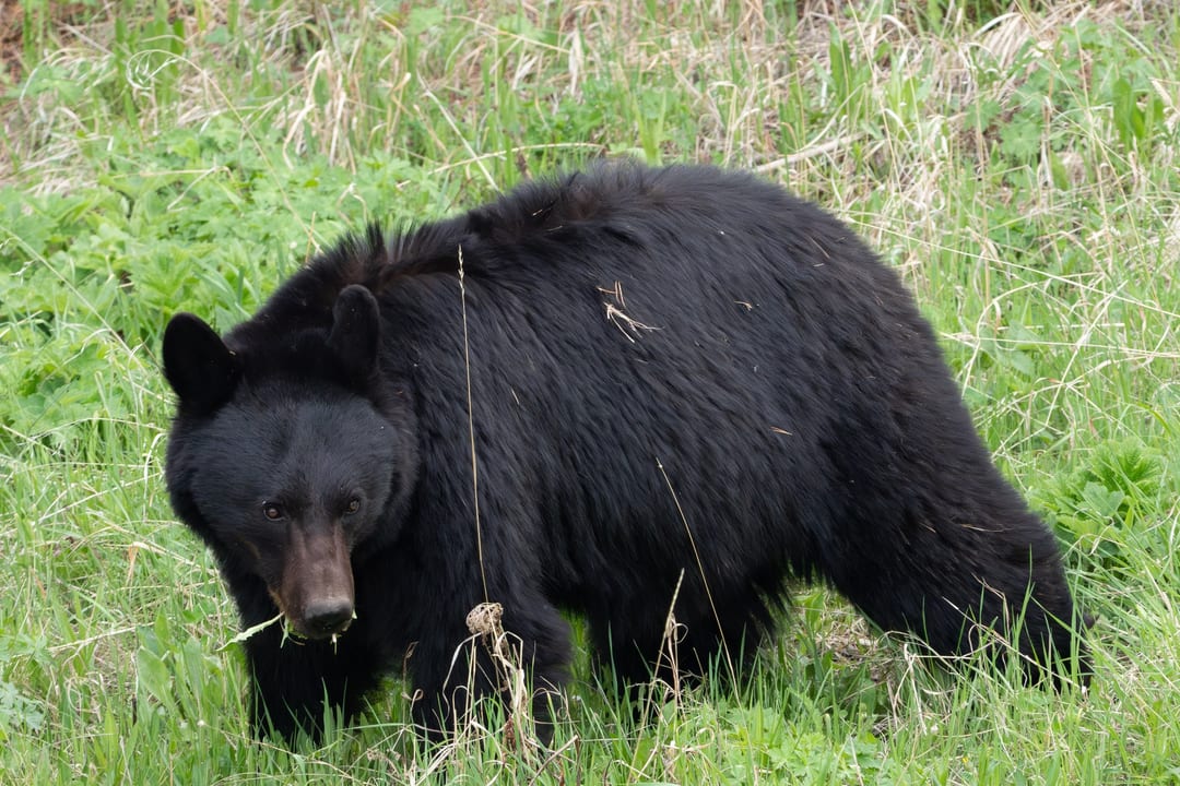 American Black Bear