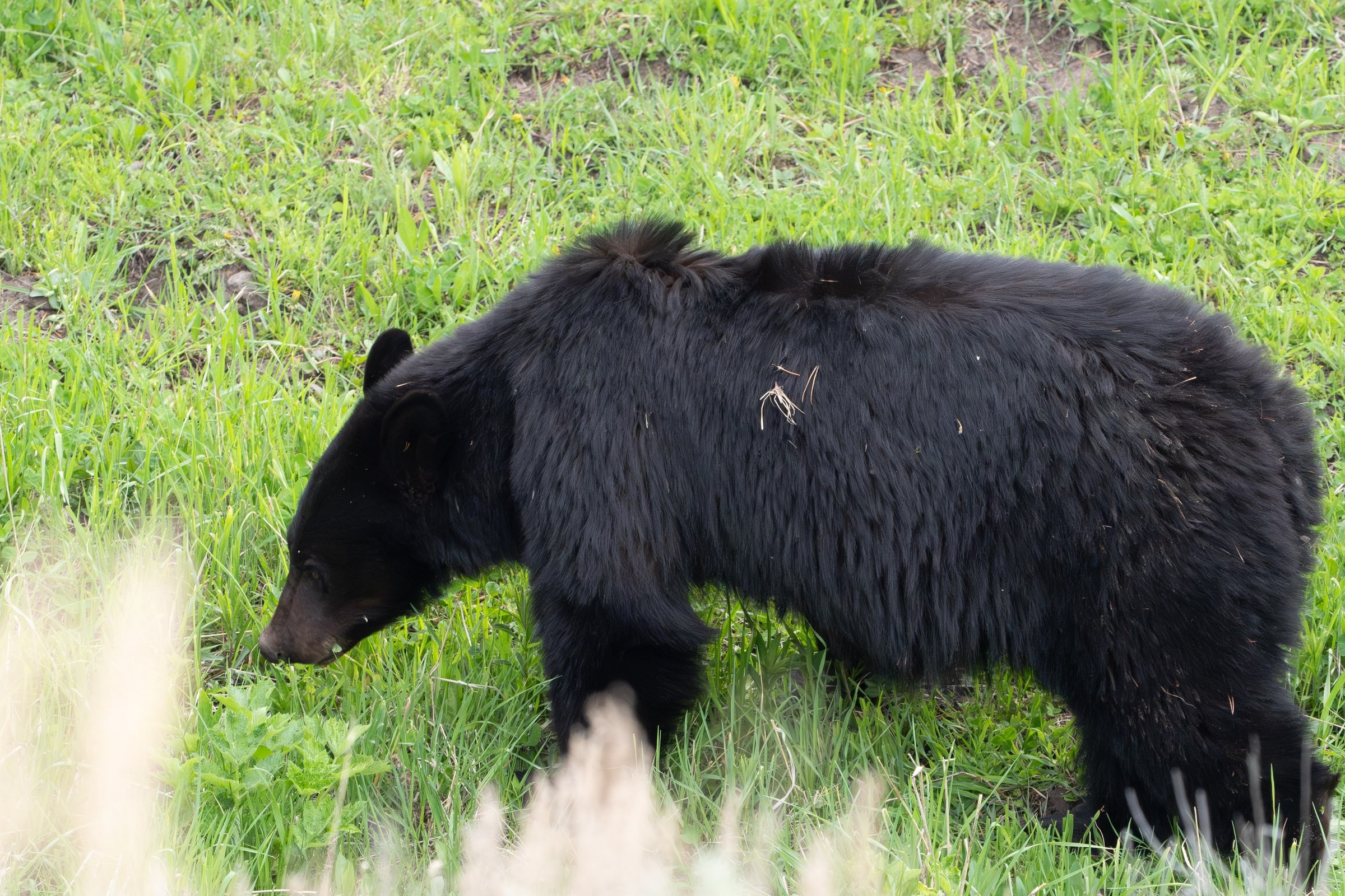 Black bear