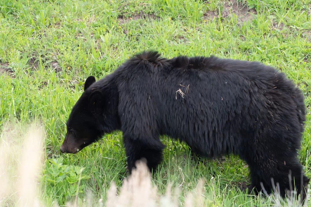 Black bear
