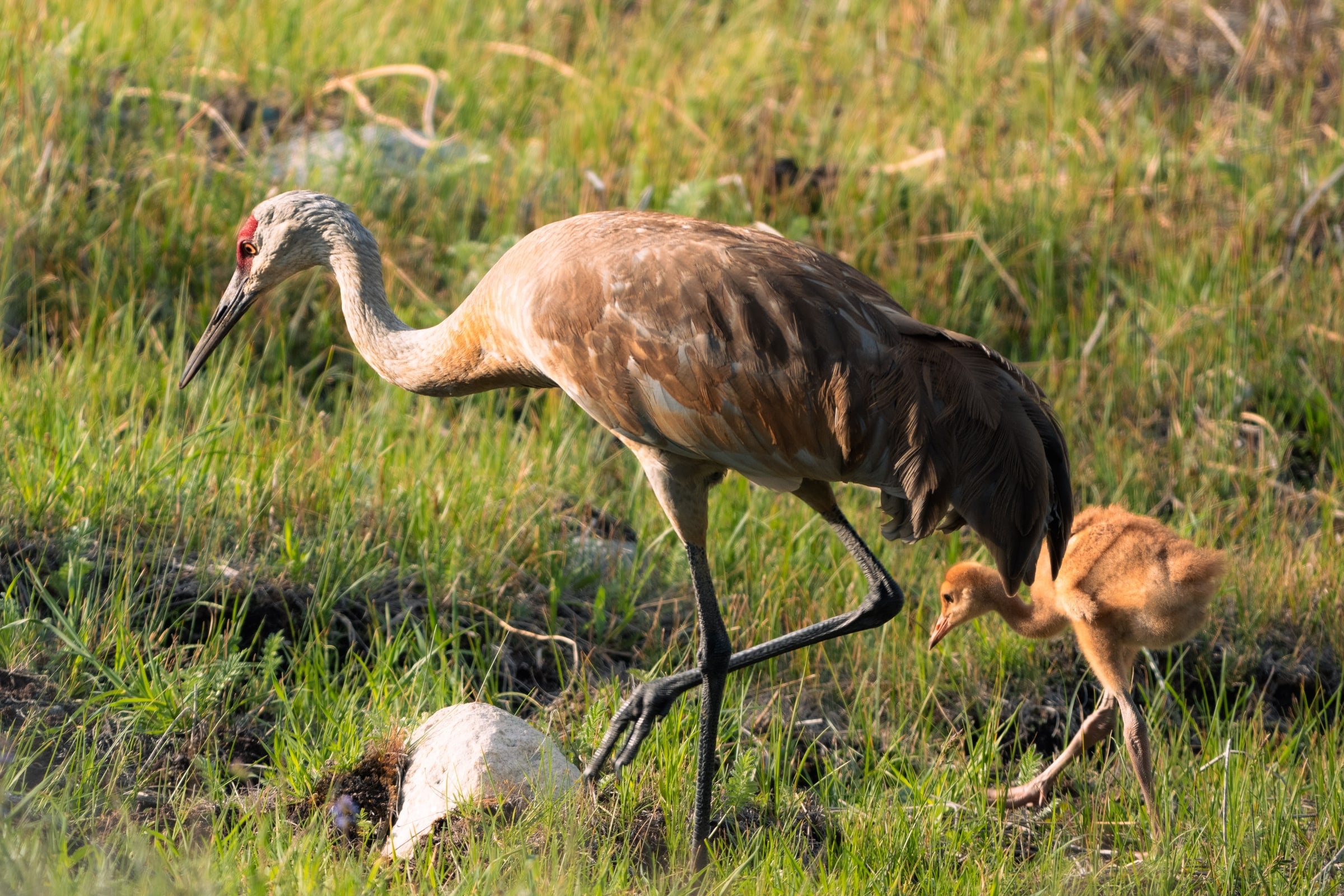Sandhill Crane
