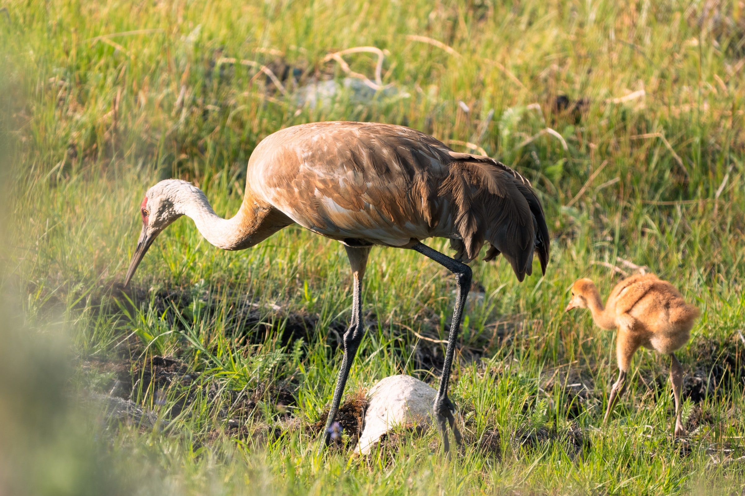 Sandhill Crane