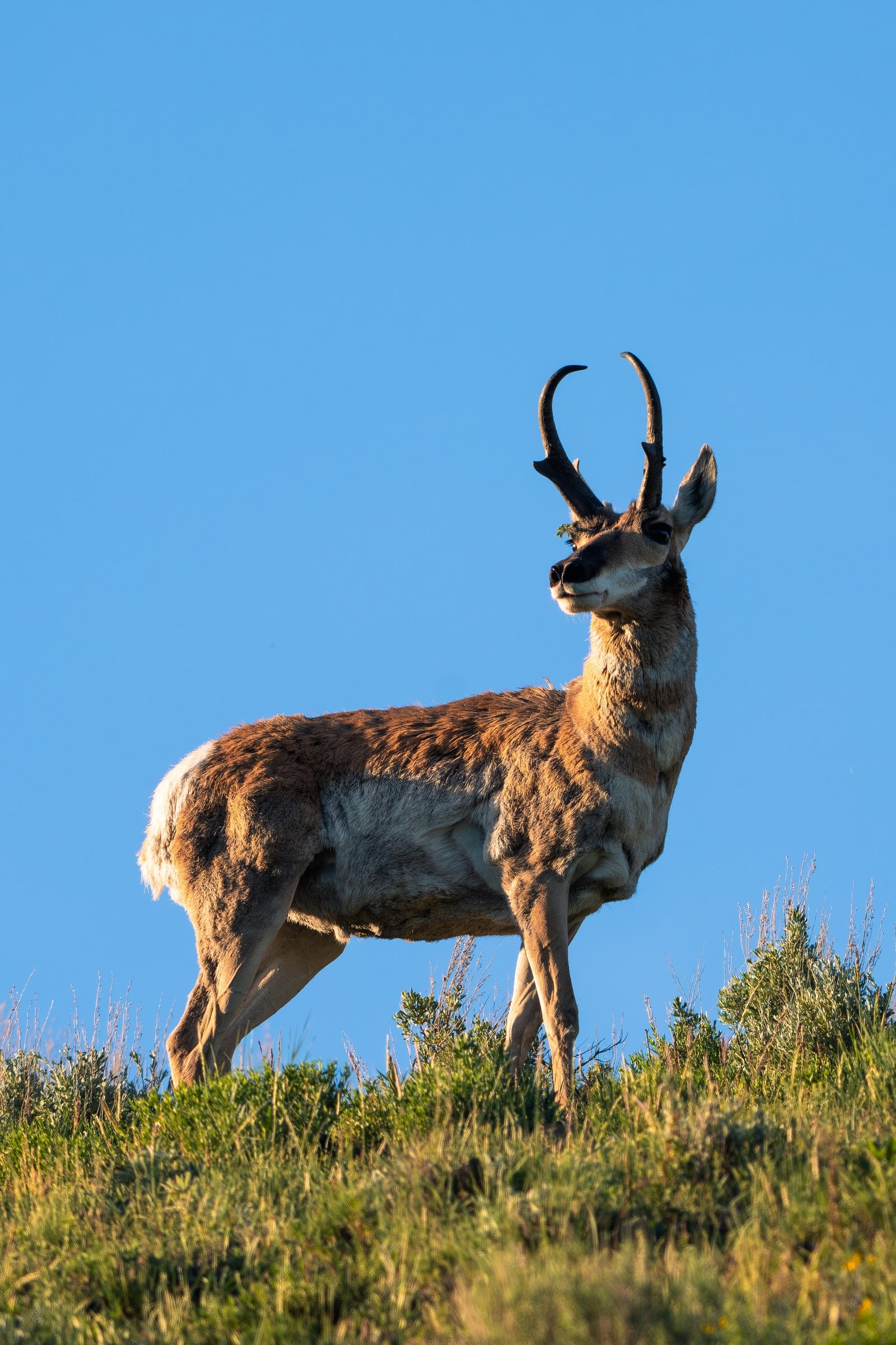 Pronghorn