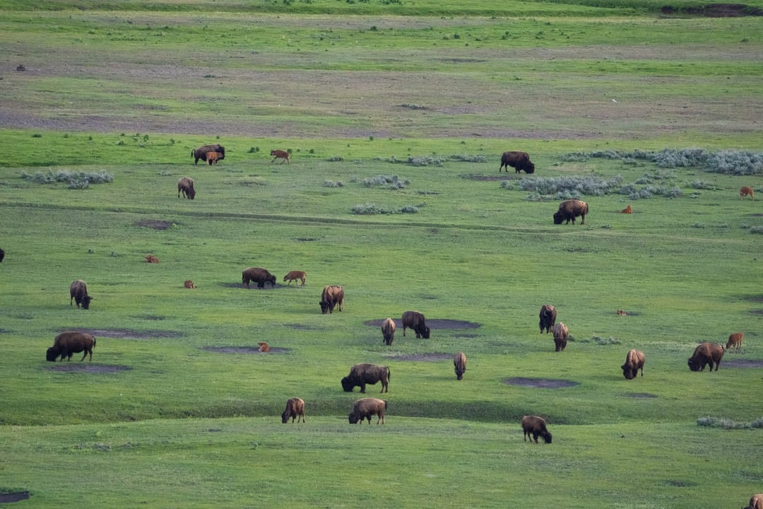 American Bison