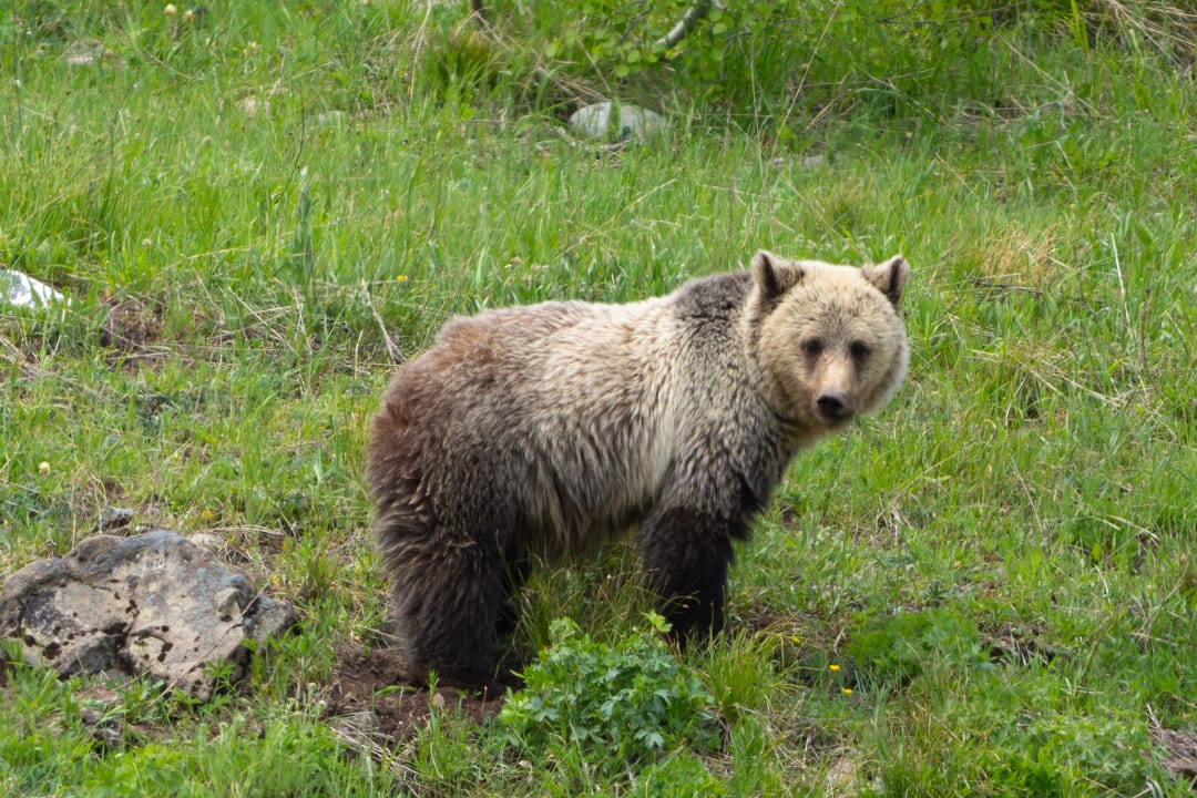 Grizzly Bear