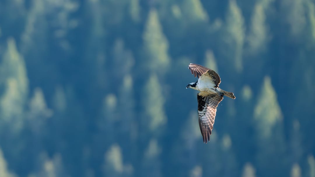 Osprey