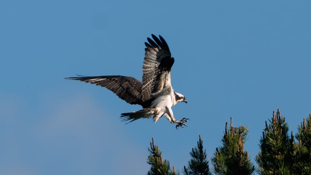 Osprey