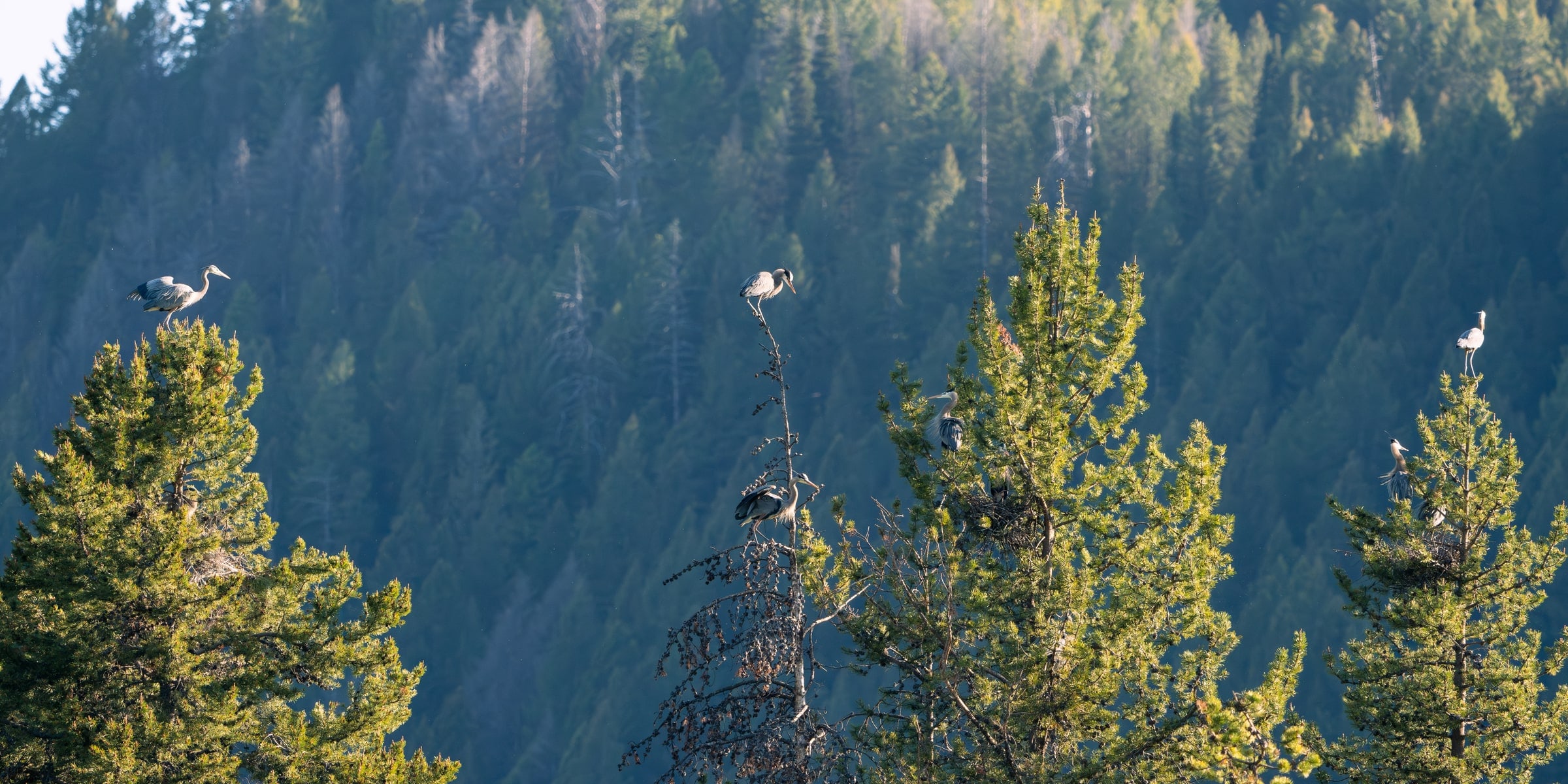 Great Blue Heron