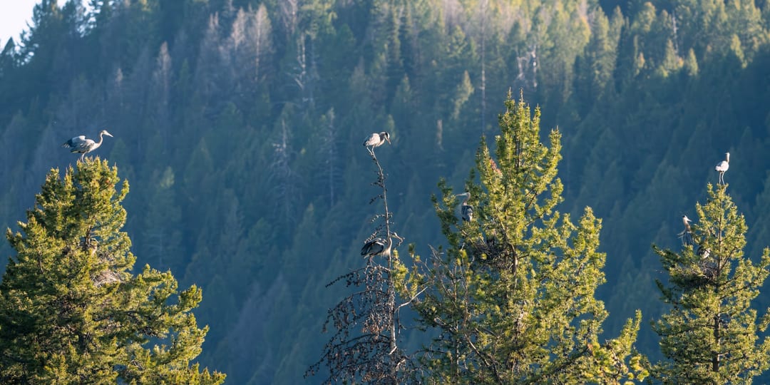 Great Blue Heron