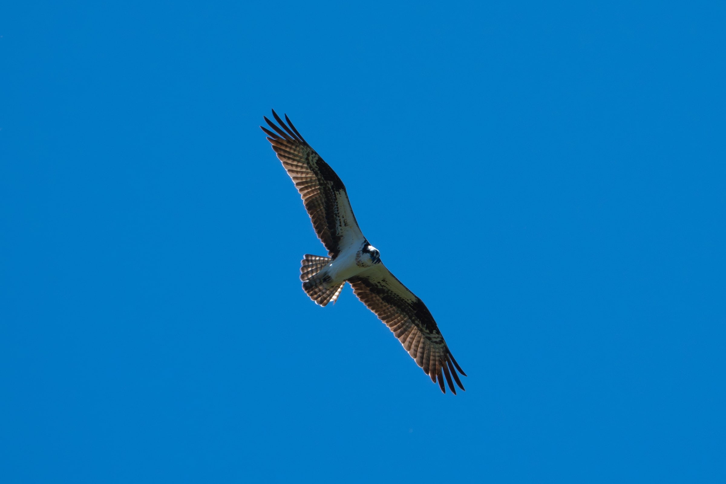 Osprey
