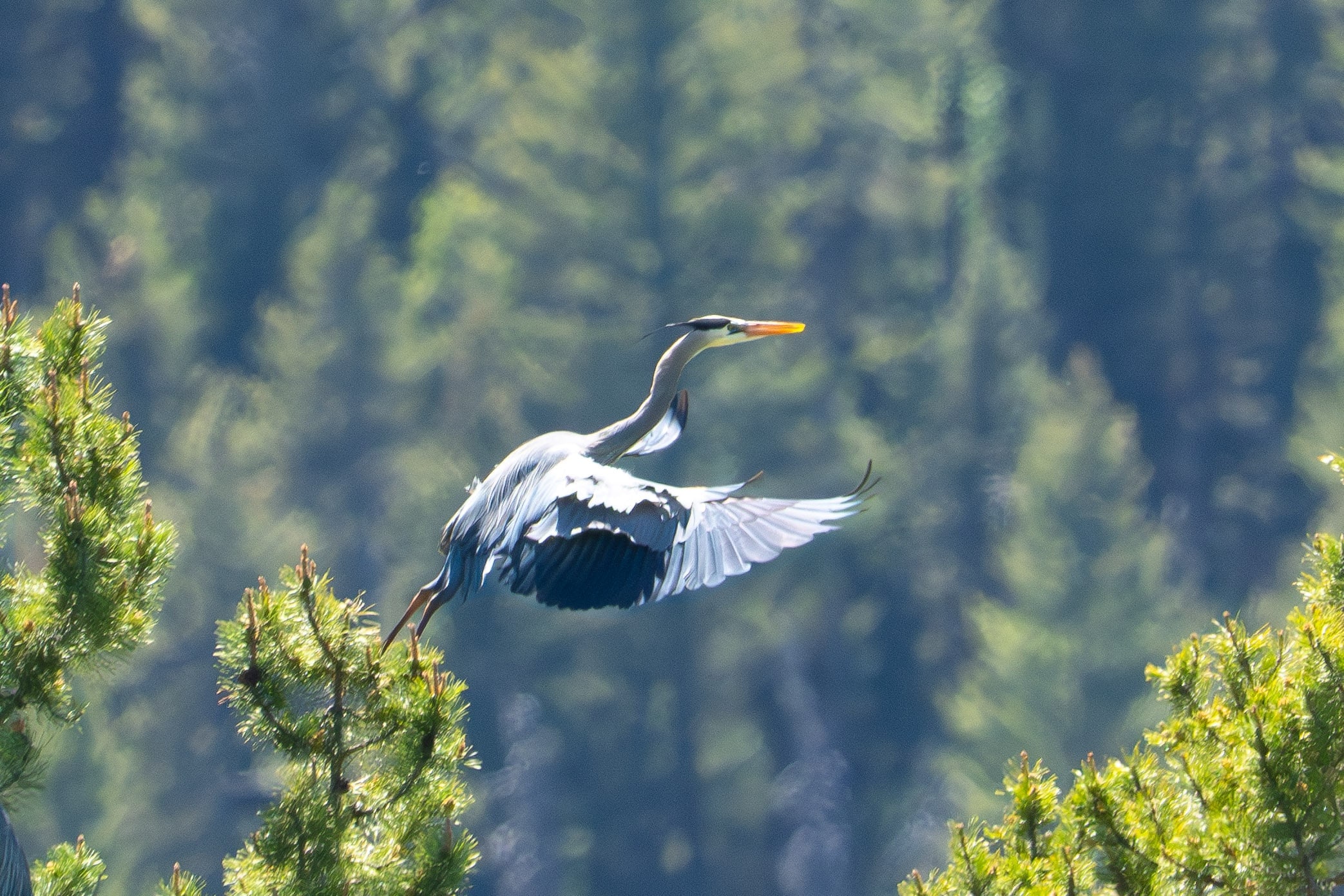 Great Blue Heron