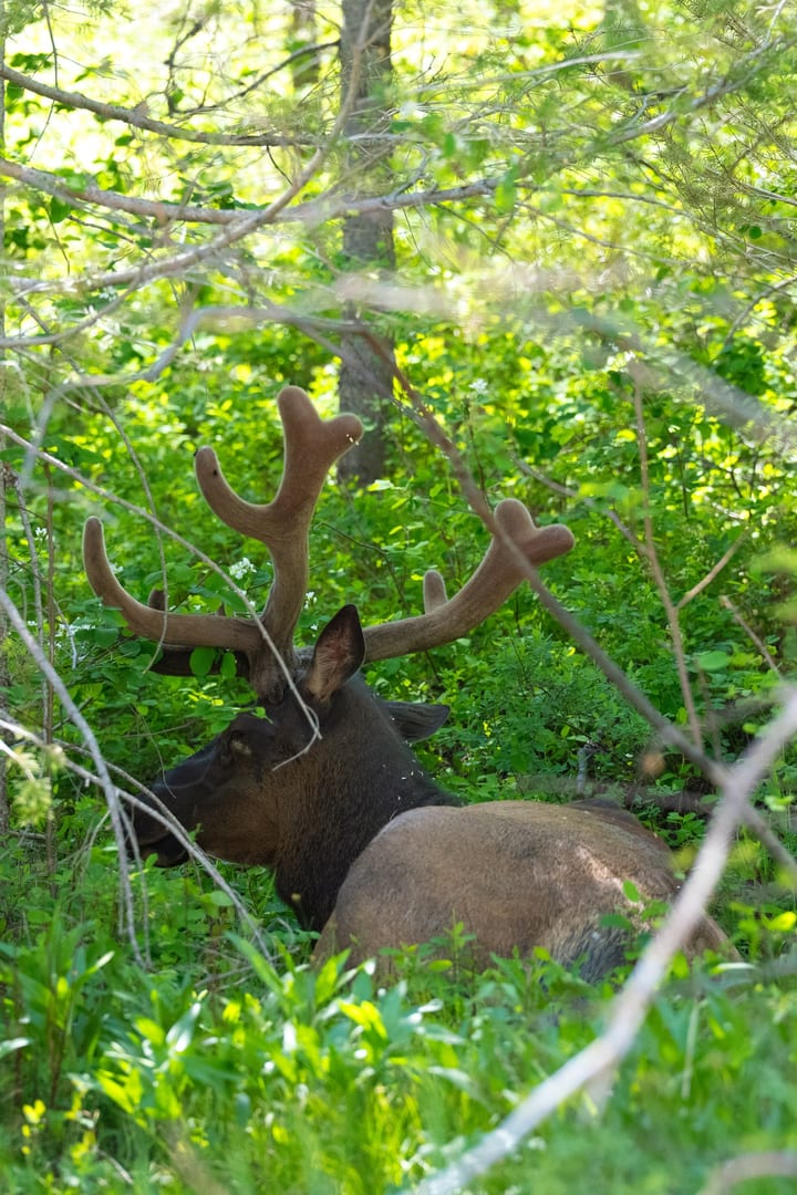 Elk