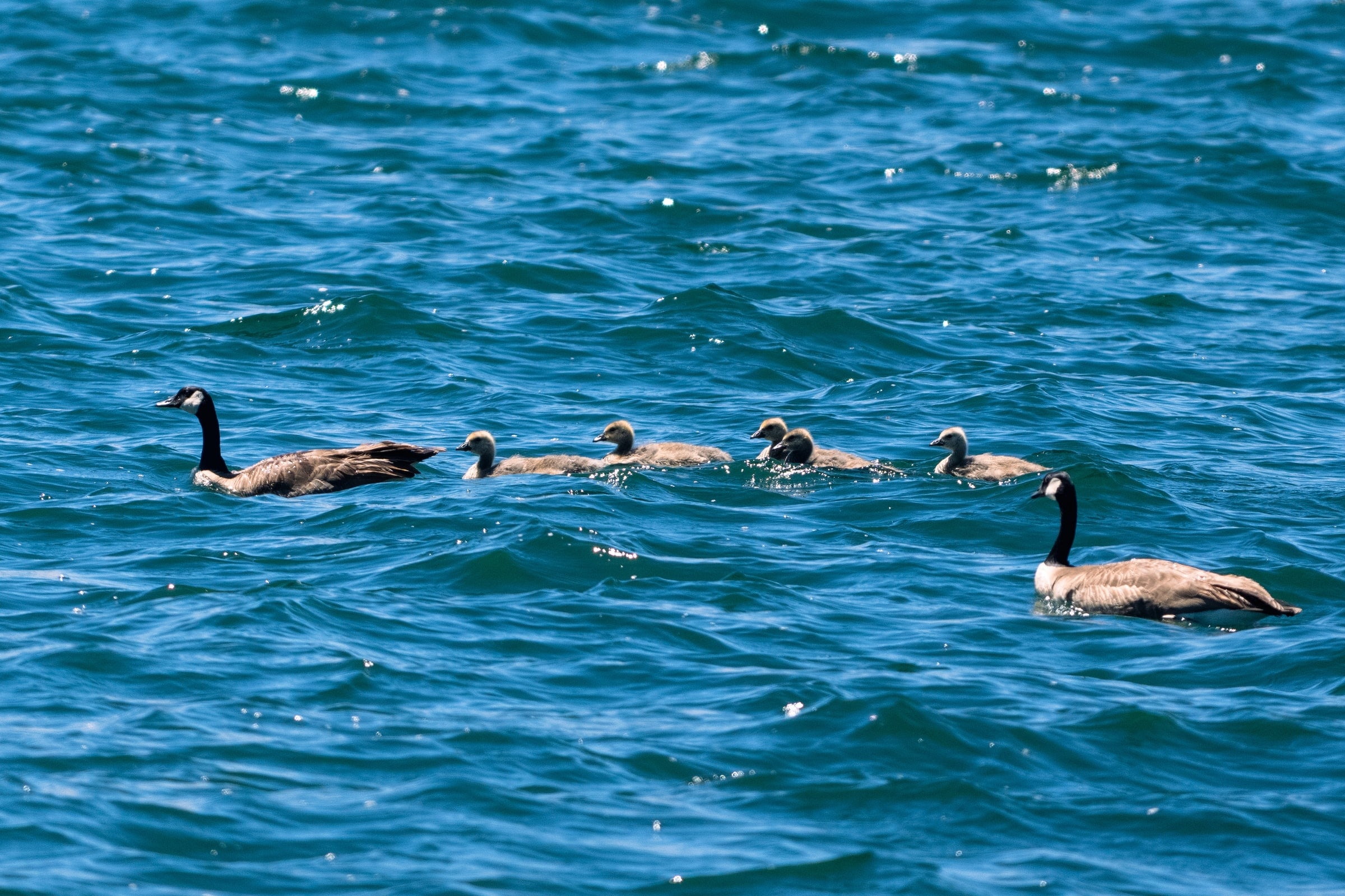 Canada Goose
