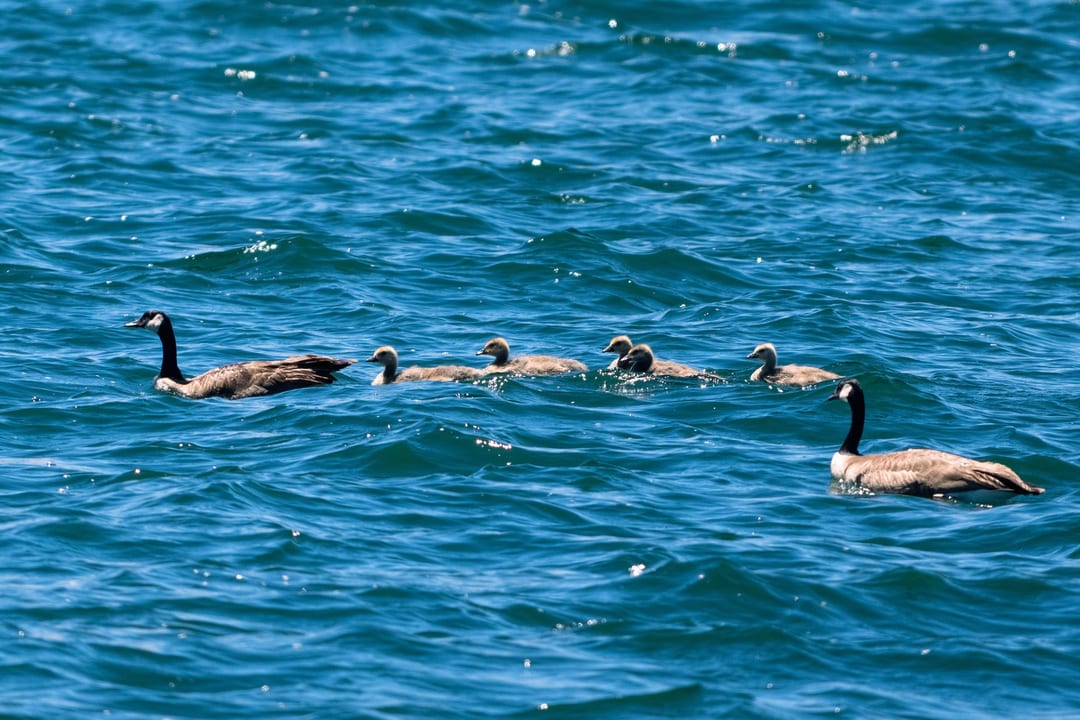 Canada Goose