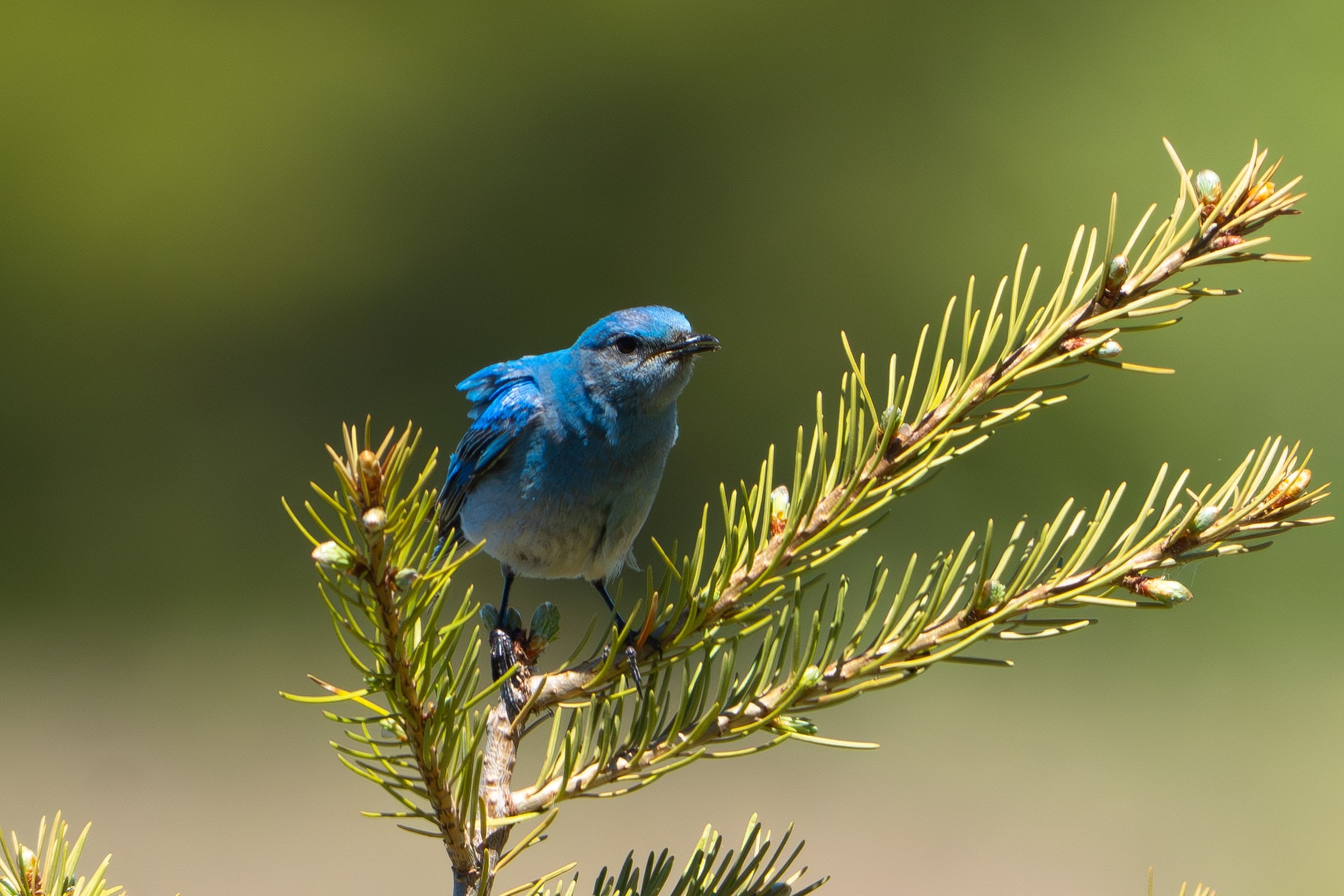 Mountain Bluebird