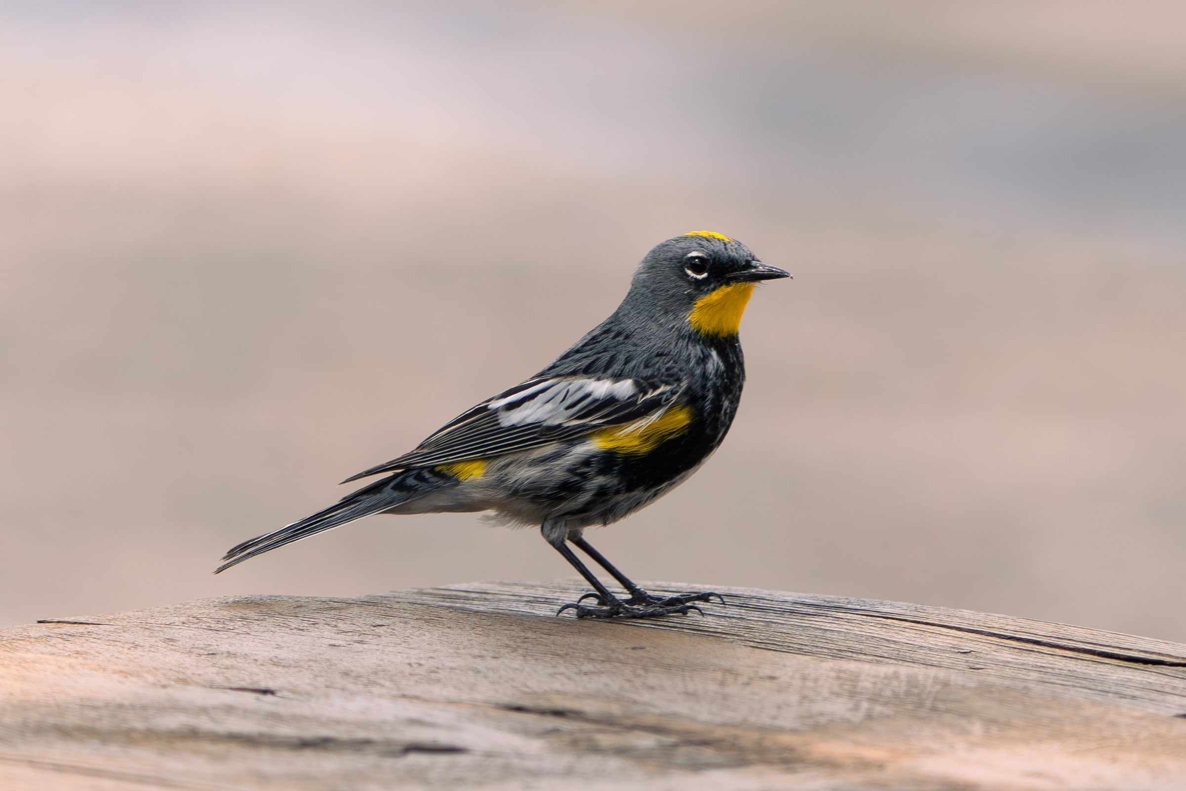 Yellow-rumped Warbler