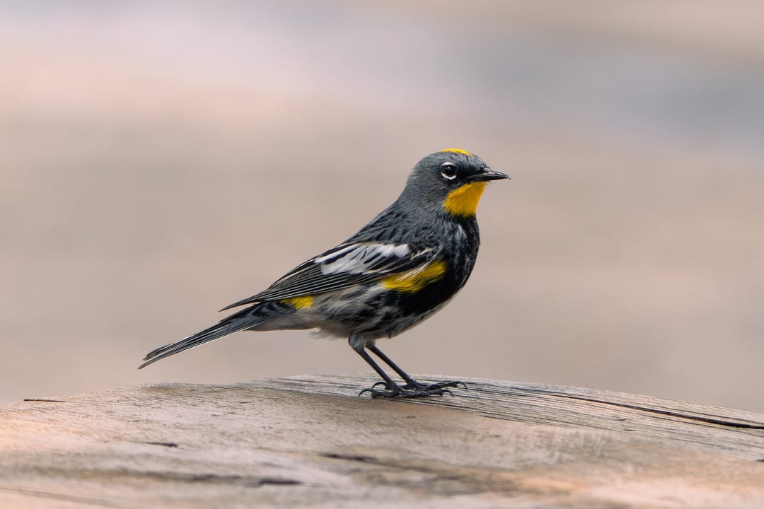 Yellow-rumped Warbler
