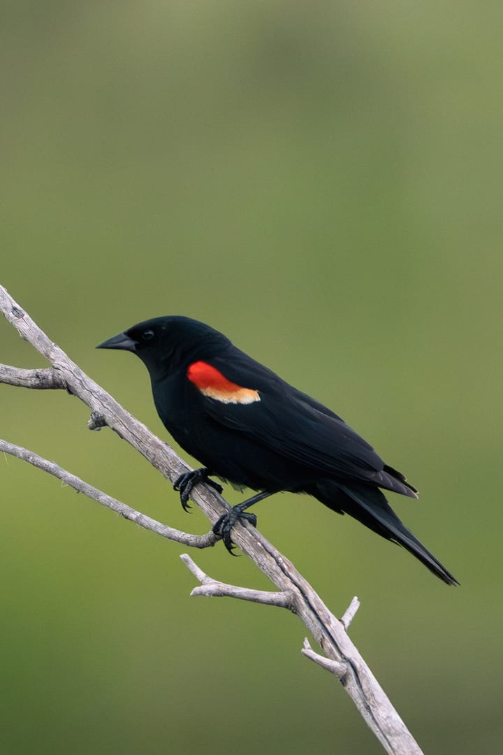 Red-winged Blackbird