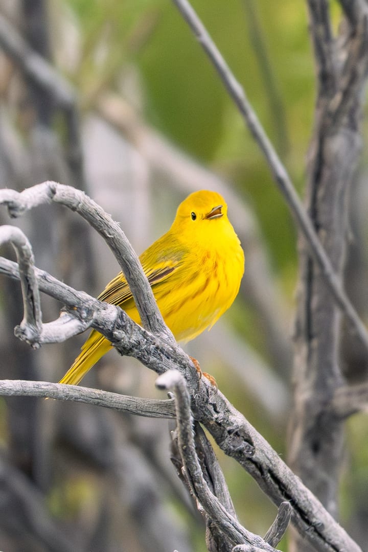Yellow Warbler