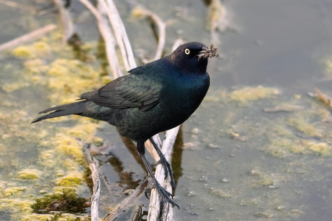 Common Grackle