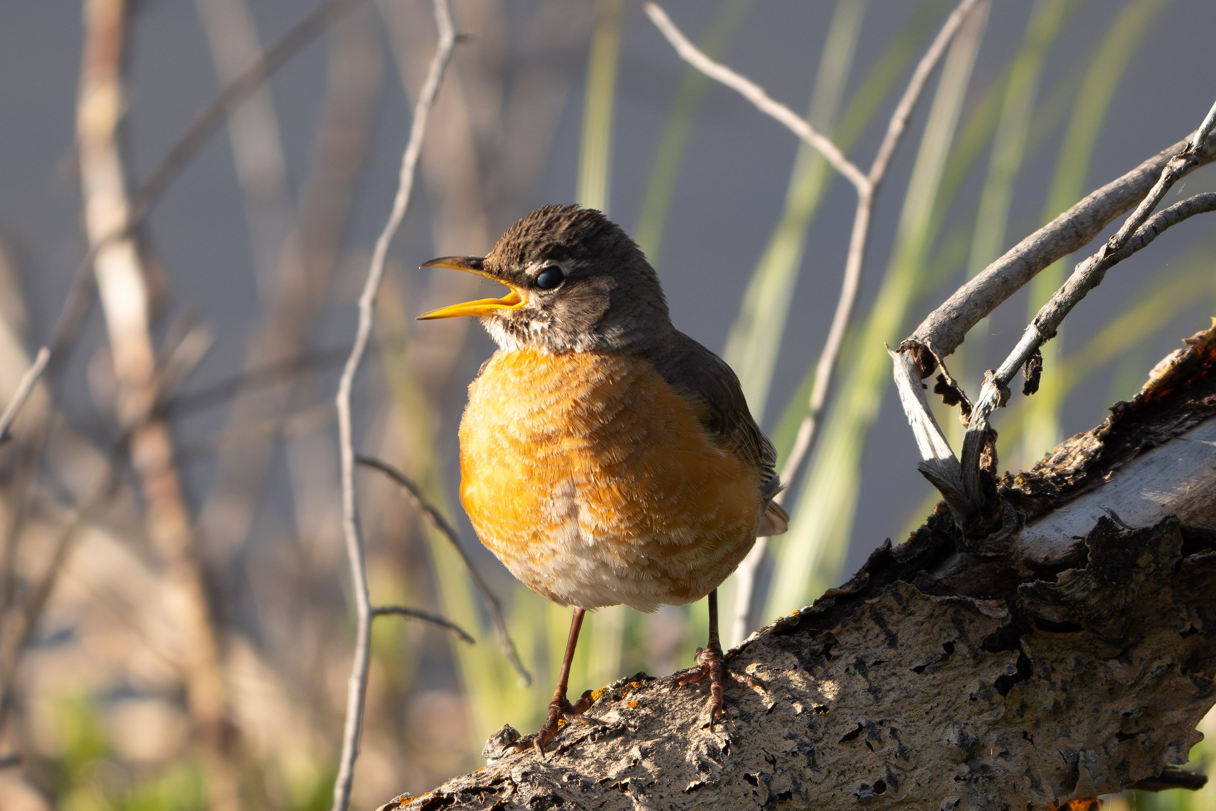 American Robin