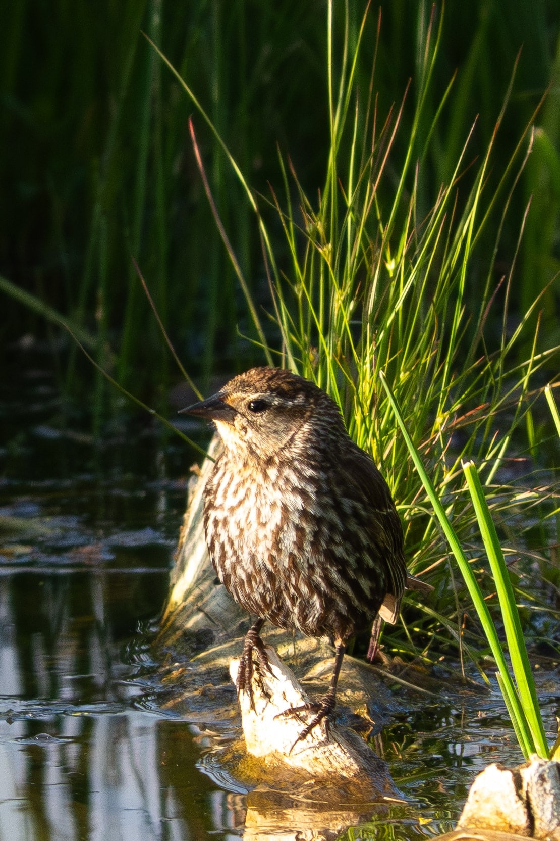 Red-winged Blackbird