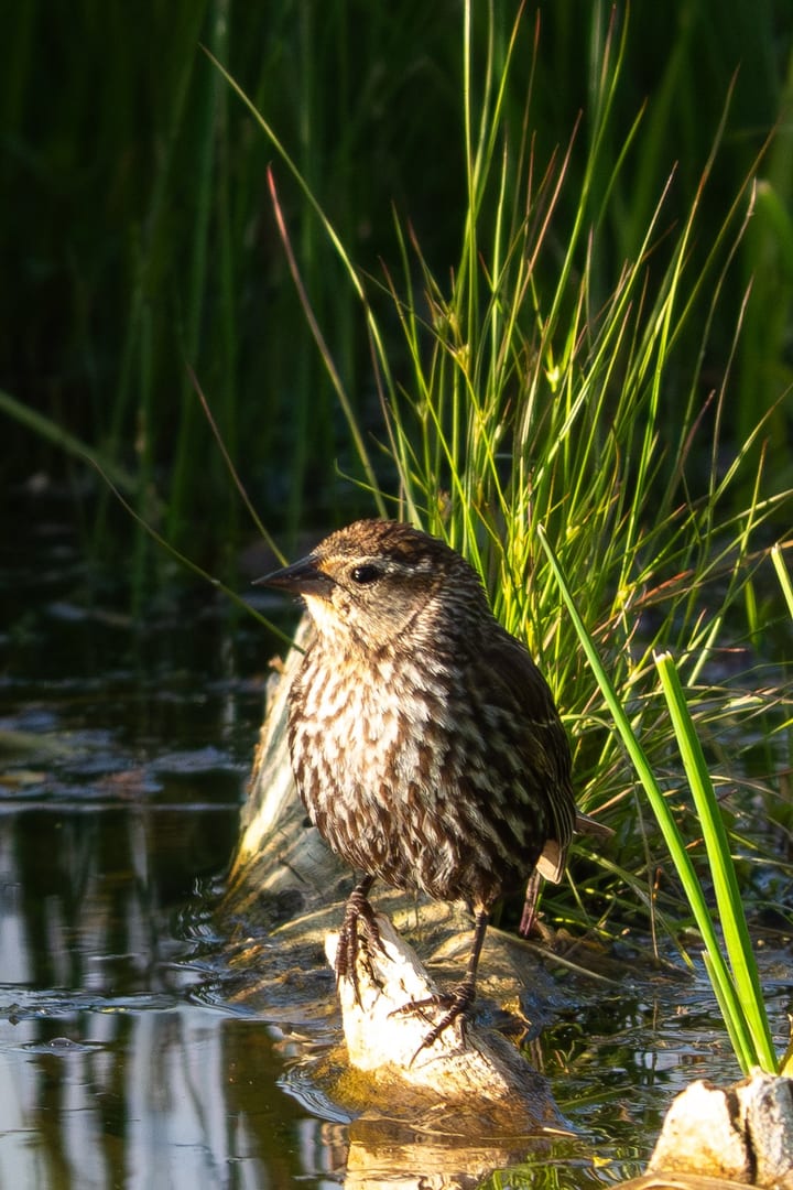 Red-winged Blackbird