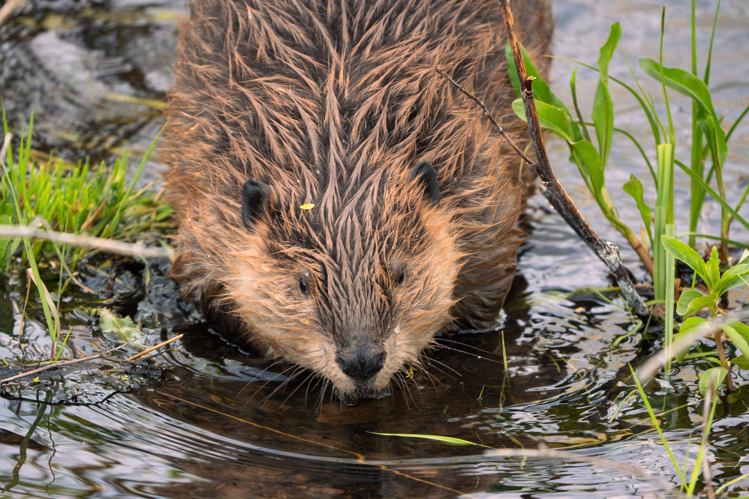 Beaver
