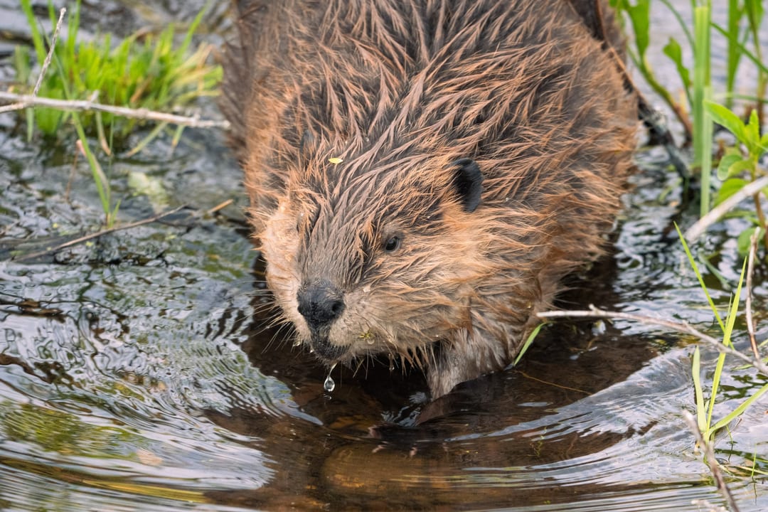 Beaver