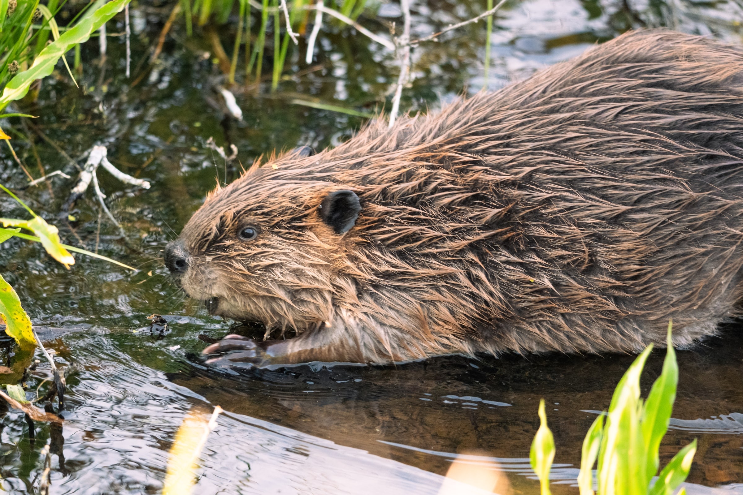 North American Beaver