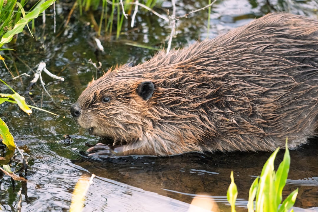 North American Beaver